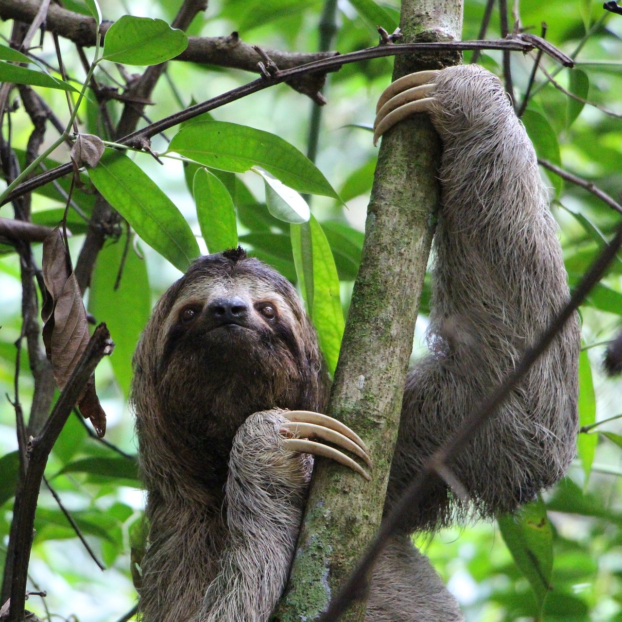 sloth-2759724_1920