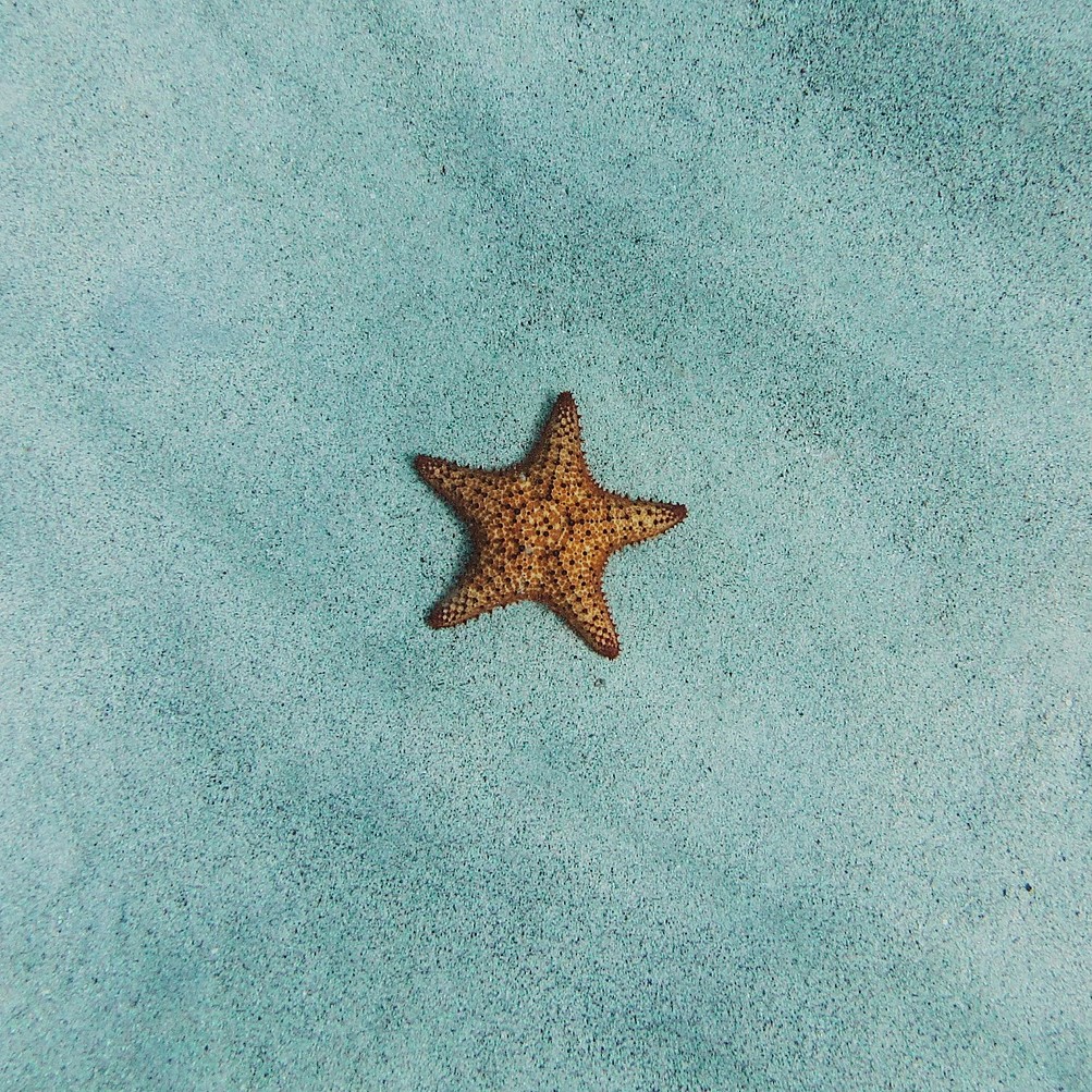 starfish-2203689_1920