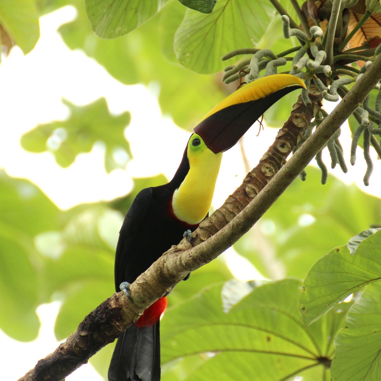 toucan-1972557_1920